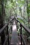 Amazonas06 - 469 * An observation platform on a trail at Fazenda Marupiara.